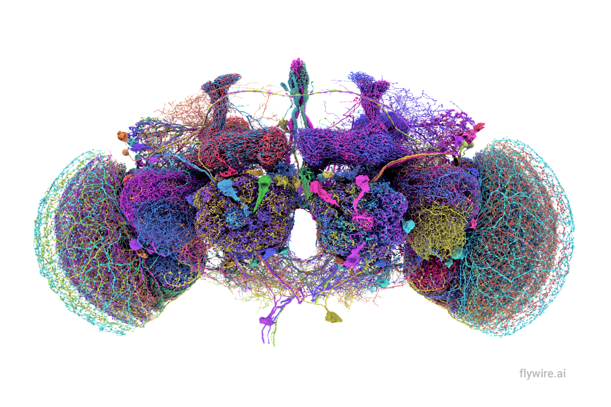 scientists-complete-first-map-of-an-insect-brain-nicolaus-copernicus